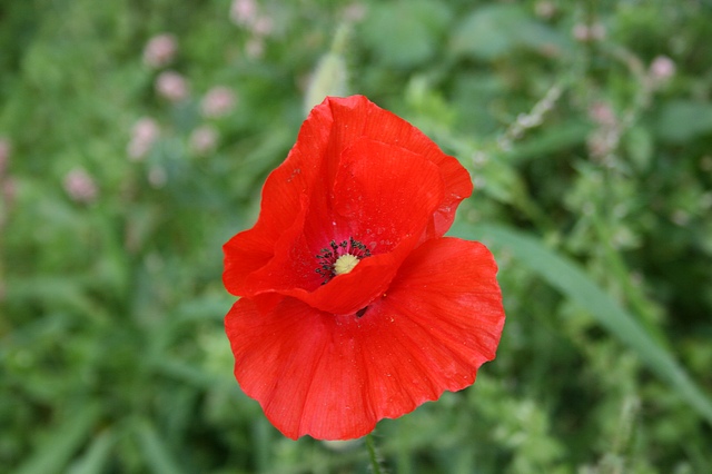 In my neck of the woods, there are fields upon little fields of poppies. Poppies are spontaneous. Their